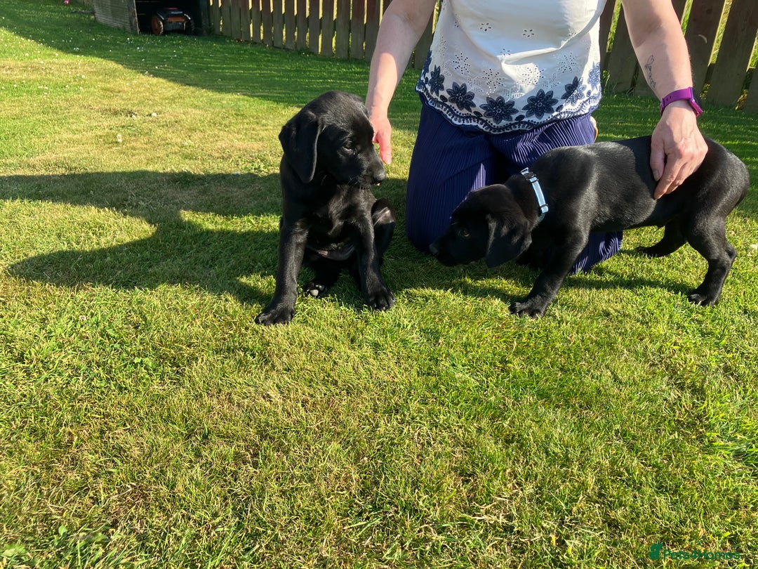 Labrador Retriever dogs for sale: Black Labrador Retriever - Image 6