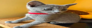 RED Boy