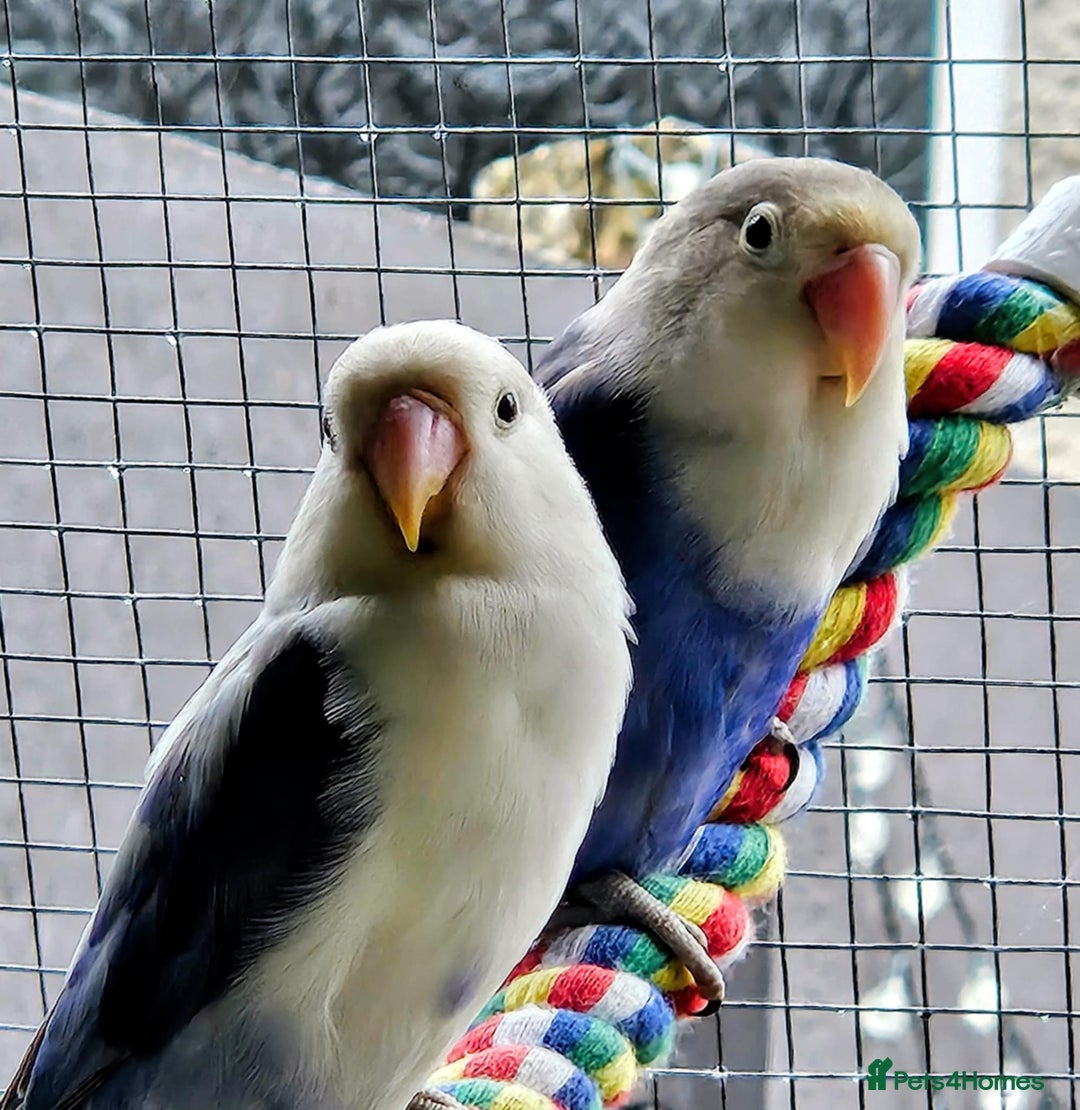 Lovebirds birds for sale: Established breeding pair of love birds - Image 2
