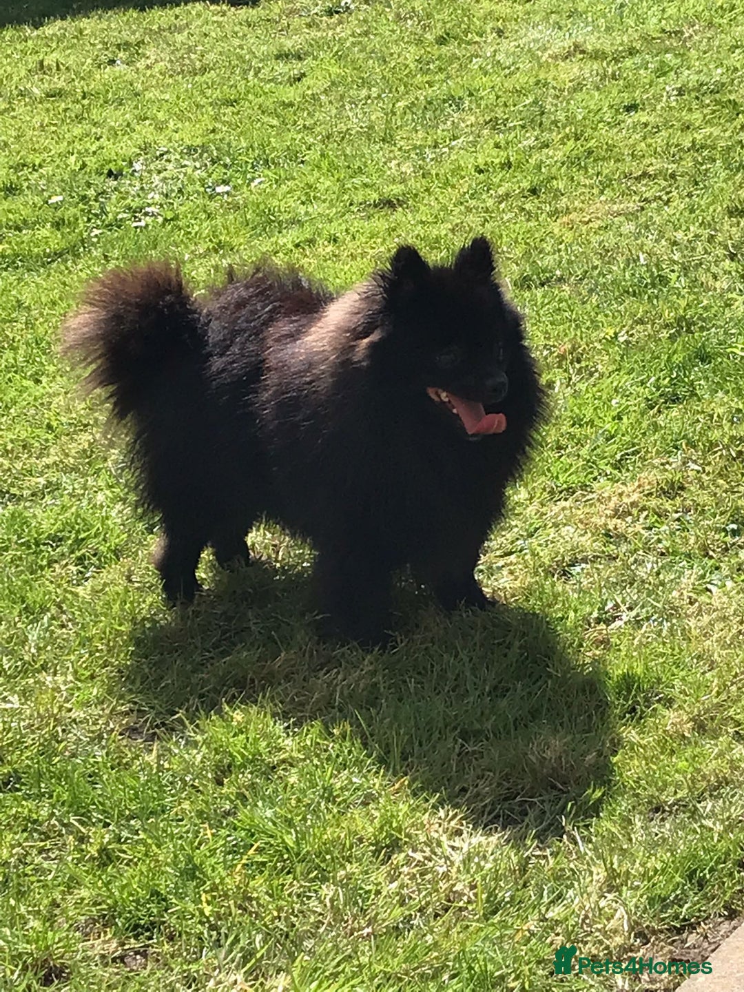 Pomeranian dogs for sale: Female Silver merl Pom  - Advert 6