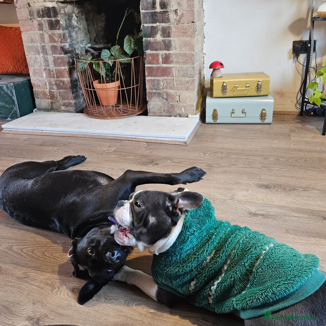 French Bulldog dogs for sale: French bulldog puppy 8 months old - Advert 7