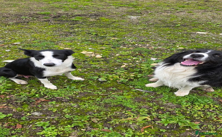 Border Collie dogs - Advert 9