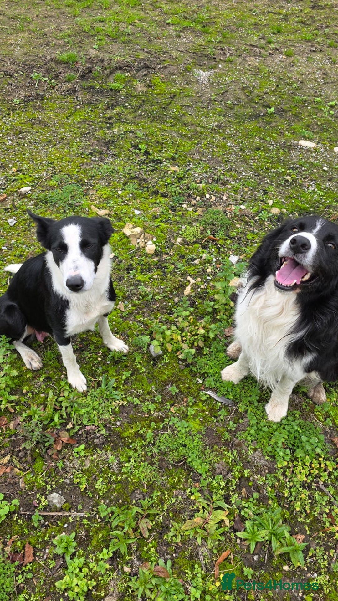 Border Collie dogs for sale: 12 Border Collie Puppies for sale  - Image 1