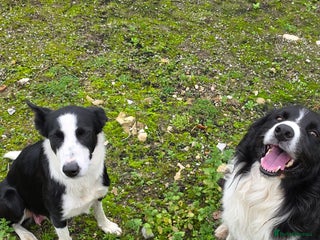 Border Collie dogs - Advert 32