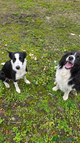 Border Collie dogs - Advert 10