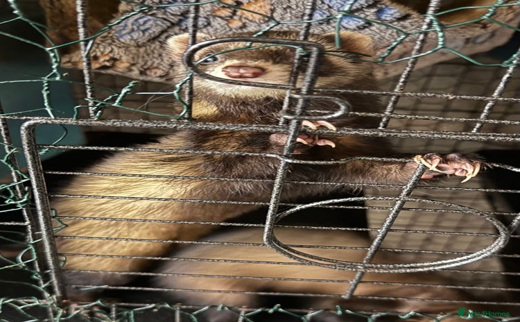 Ferret rodents - Advert 1