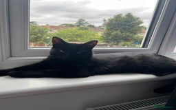 British Shorthair cats for sale: Kitten ready to find new home in Thornton Heath - Image 2
