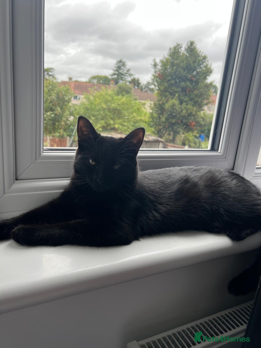 British Shorthair cats for sale: Kitten ready to find new home in Thornton Heath - Image 2