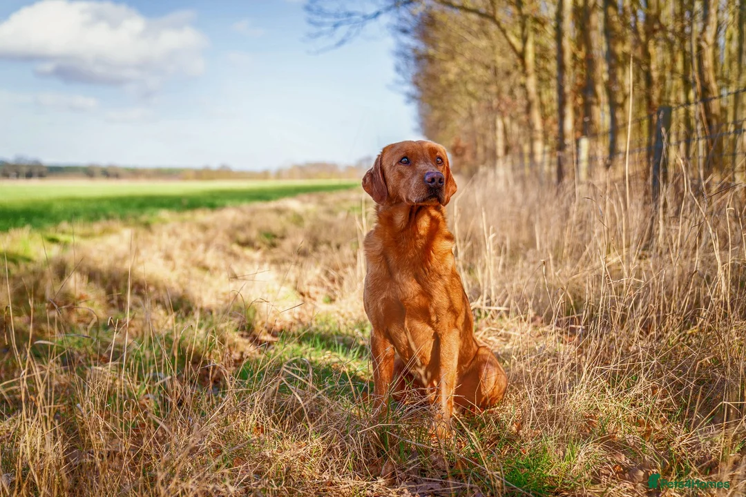 Labrador Retriever dogs for stud: Dark Fox Red KC Reg Fully health tested in Newark - Advert 2