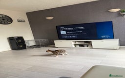 American Shorthair cats for sale: Cats  - Image 7