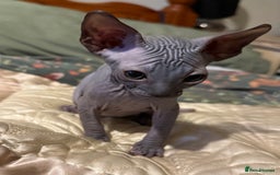 Sphynx cats for sale: male sphynx kitten - Image 4