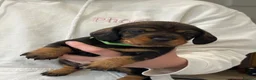 Dachshund dogs for sale: Standard Wired Haired Dachshund/ Teckel  - Advert 7