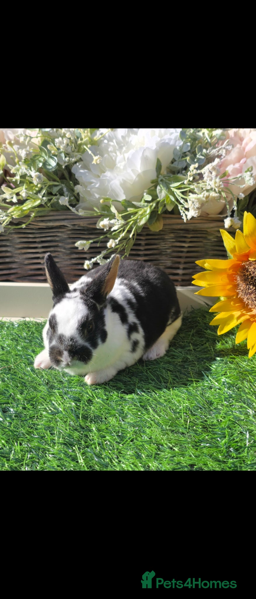 Rex rabbits READY FOR RESERVE - Advert 2