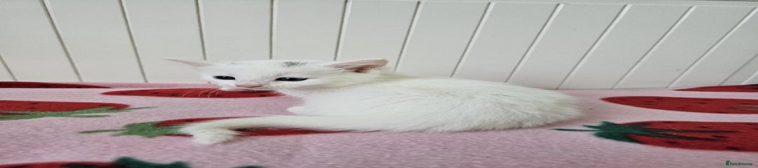 Boy white 1