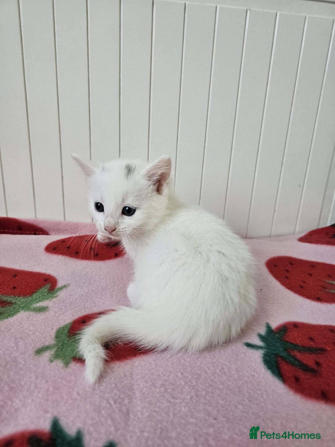 Mixed Breed cats for sale: Two beautiful litters of kittens😻🐱😹 - Image 8