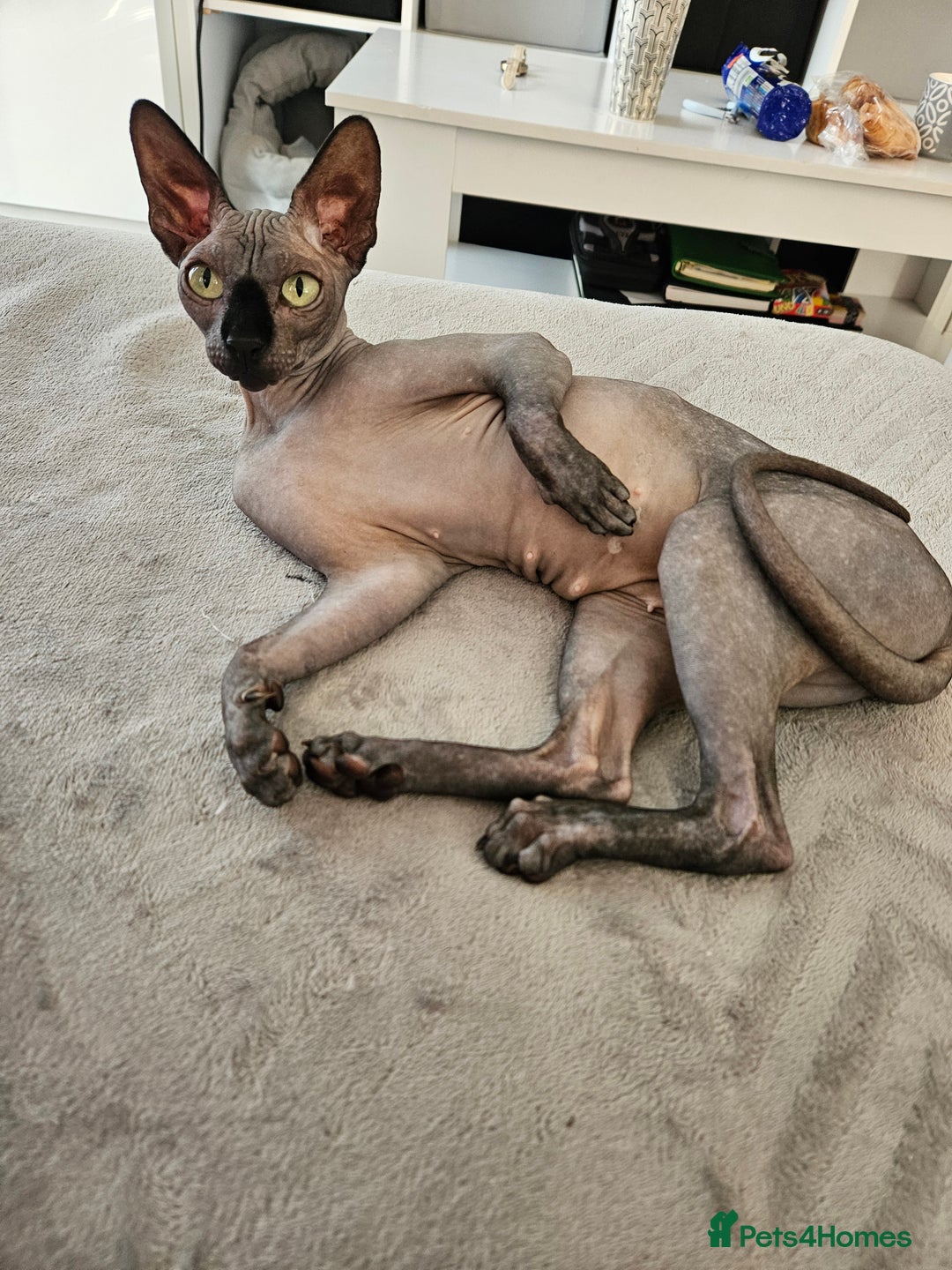 Sphynx cats for sale: Beautiful sphynx kittens - Advert 4