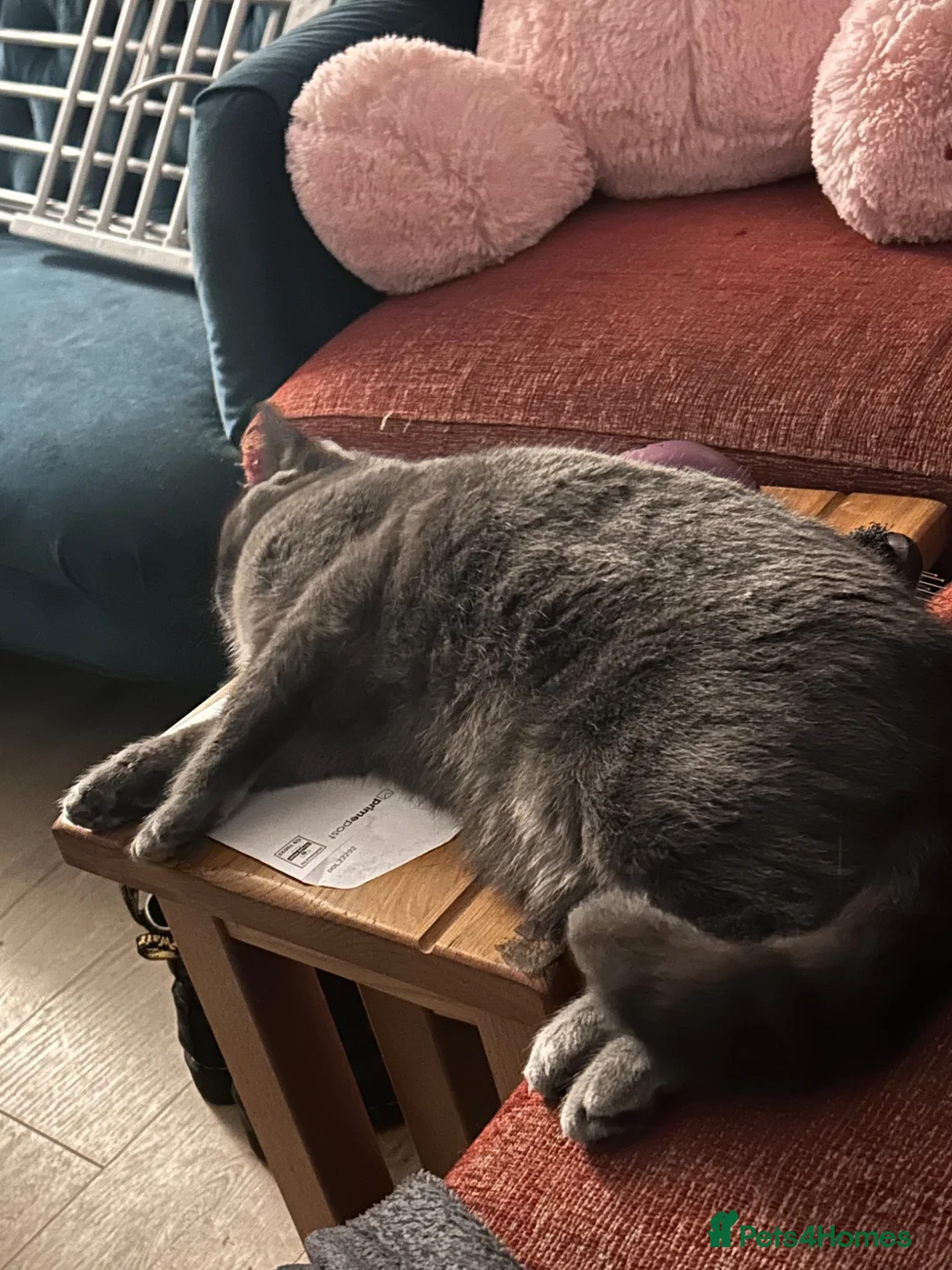 Domestic Shorthair cats for sale: female grey cat for sale in Aberdeen - Advert 2
