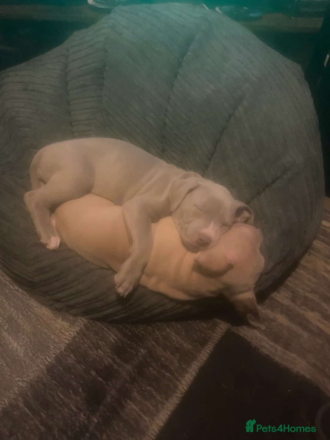 Staffordshire Bull Terrier dogs for sale: Blue merla - Advert 4