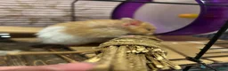 Hamster rodents for sale: Male Syrian long hair  in Hayle - Advert 3