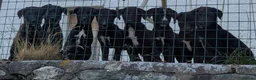Borador dogs for sale: Boradors pups *READY NOW* - Advert 5