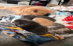 Mixed Breed cats for sale: Half mine coon half British  - Image 22