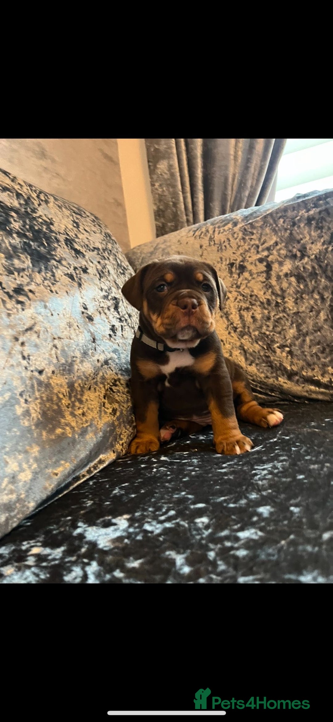 Olde English Bulldogge dogs for sale: NEBBR registered Olde English bulldogge puppies - Advert 24