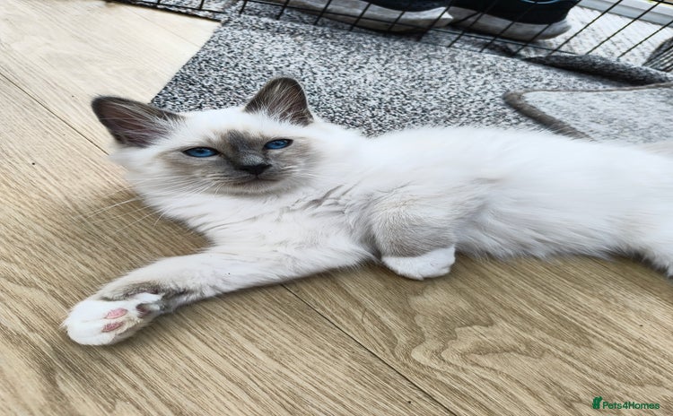 Birman cats - Advert 1