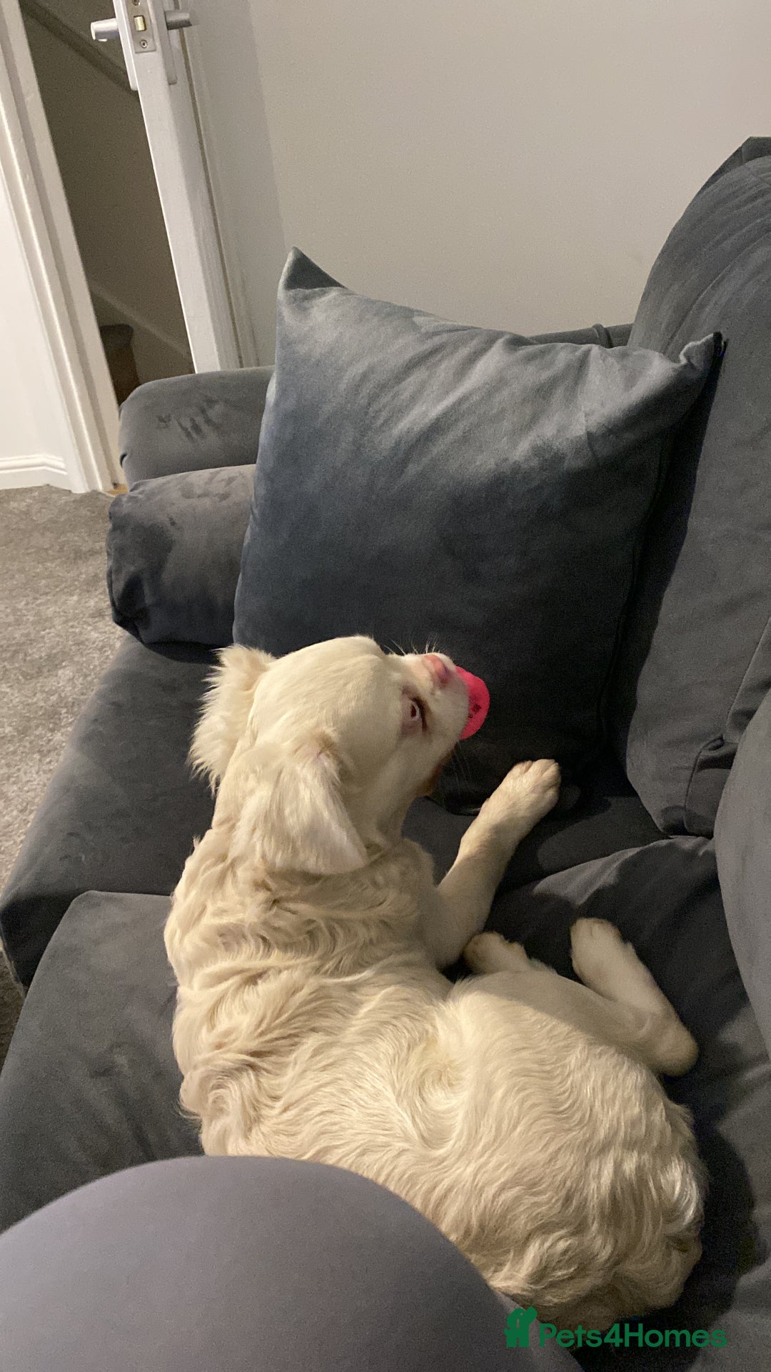 French Bulldog dogs for sale: Pink Fluffy(Ice)🧊  - Image 5