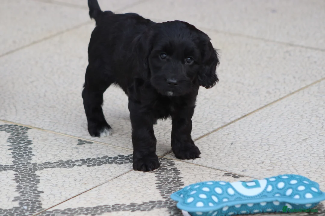 Cockapoo dogs for sale: F1 Cockapoo puppies for sale - Advert 36