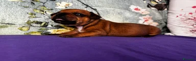 Staffordshire Bull Terrier Puppy 3