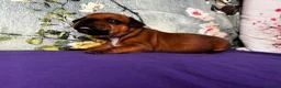 Staffordshire Bull Terrier dogs for sale: 🔥 KC REG RED STAFFY PUPPS–OUTSTANDING QUALITY 🔥 - Advert 5