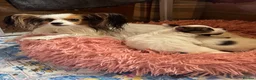 Papillon dogs for sale: Beautiful KC Registered Puppies - Only two left! - Advert 14