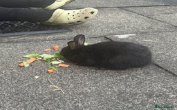 Mini Lop rabbits for sale: 6 weeks old netherland dwarf / mini lop mix - Image 7