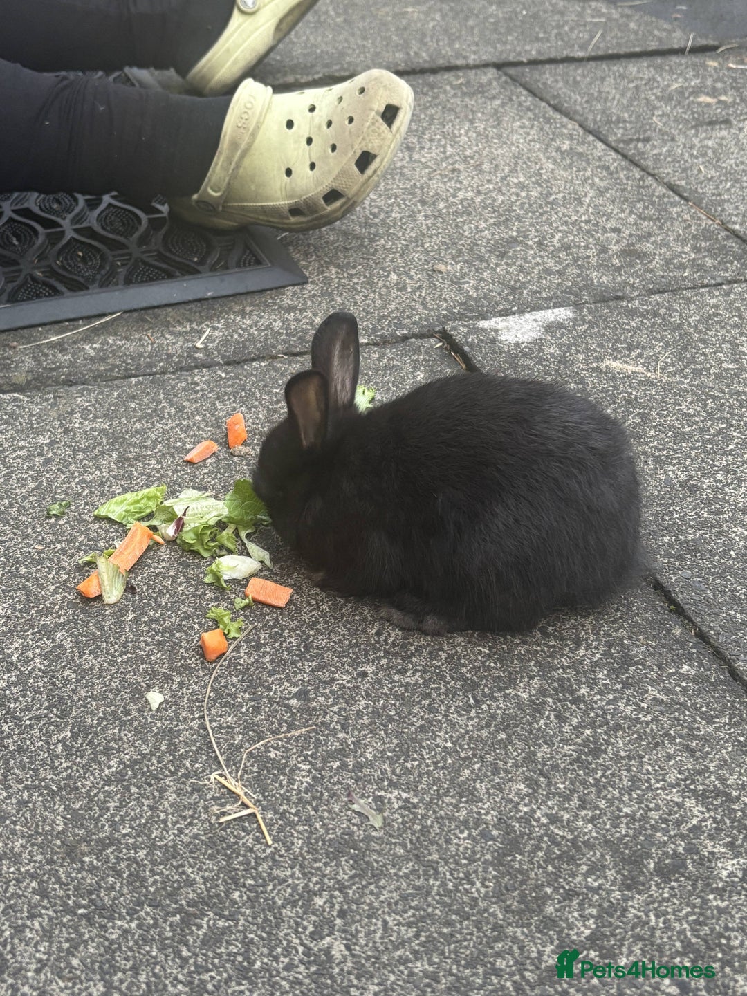 Mini Lop rabbits for sale: 6 weeks old netherland dwarf / mini lop mix - Image 7