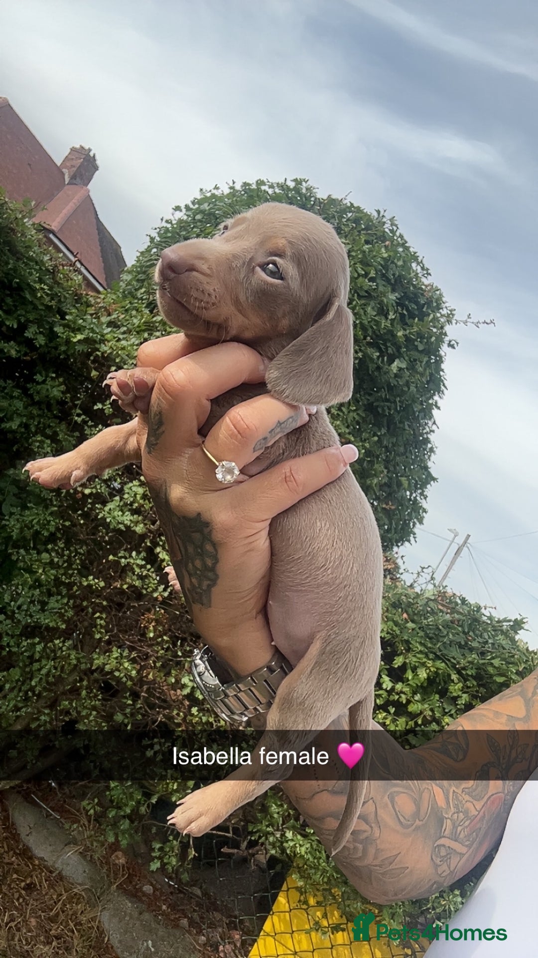 Dachshund dogs for sale: Miniature dachshund  - Advert 24