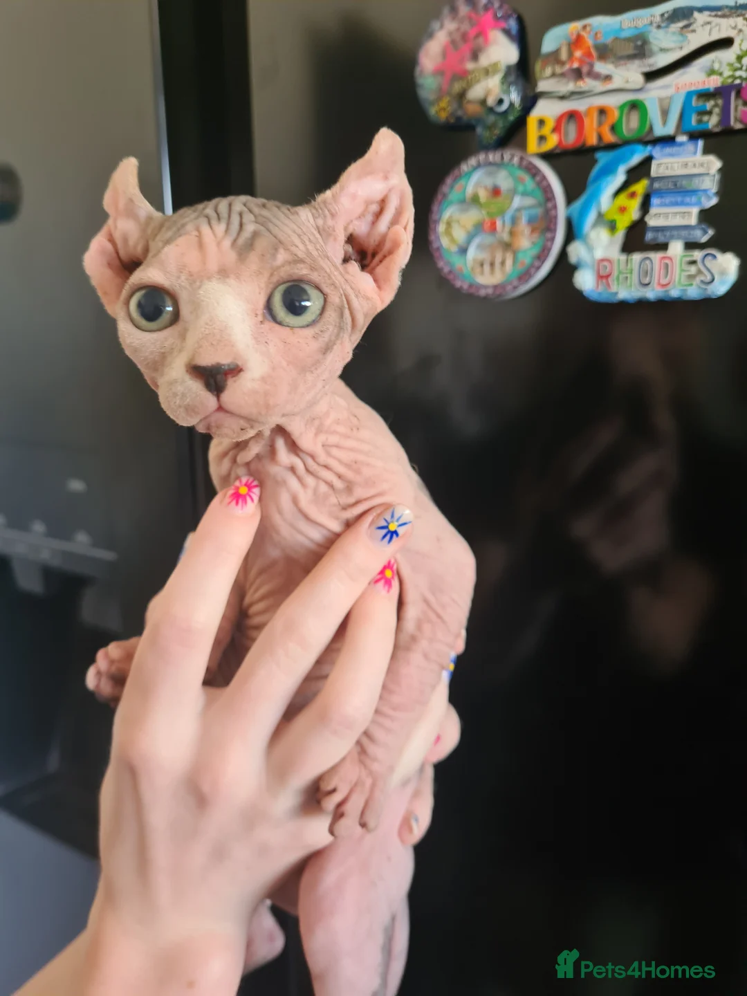 Sphynx cats for sale: Stunning sphynx kittens - Advert 8