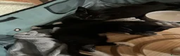 Domestic Shorthair cats for adoption: Bonded Rescue Kittens Looking for a Forever Home - Advert 10