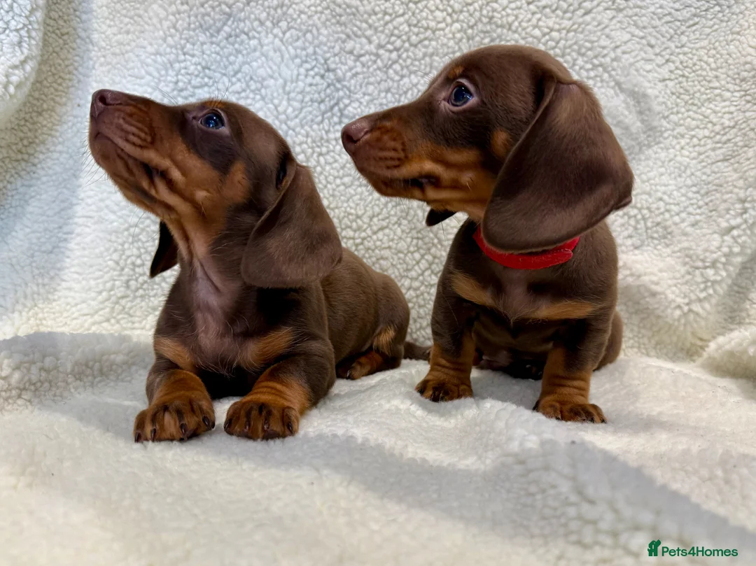 Miniature Dachshund dogs for sale: Chocolate and tan boy. Ready to leave! - Advert 2