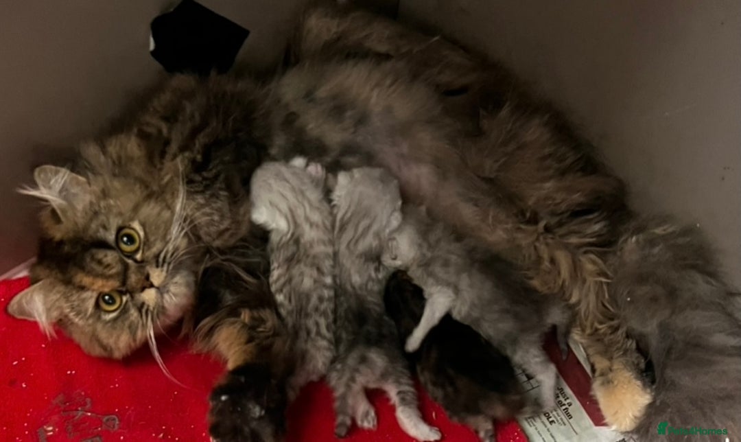 Persian cats for sale: persian chinchilla kittens  - Image 6