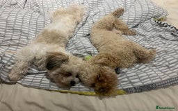 Poochon dogs for sale: Poochon puppies for sale - Image 2