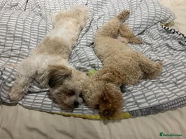 Poochon dogs - Advert 3