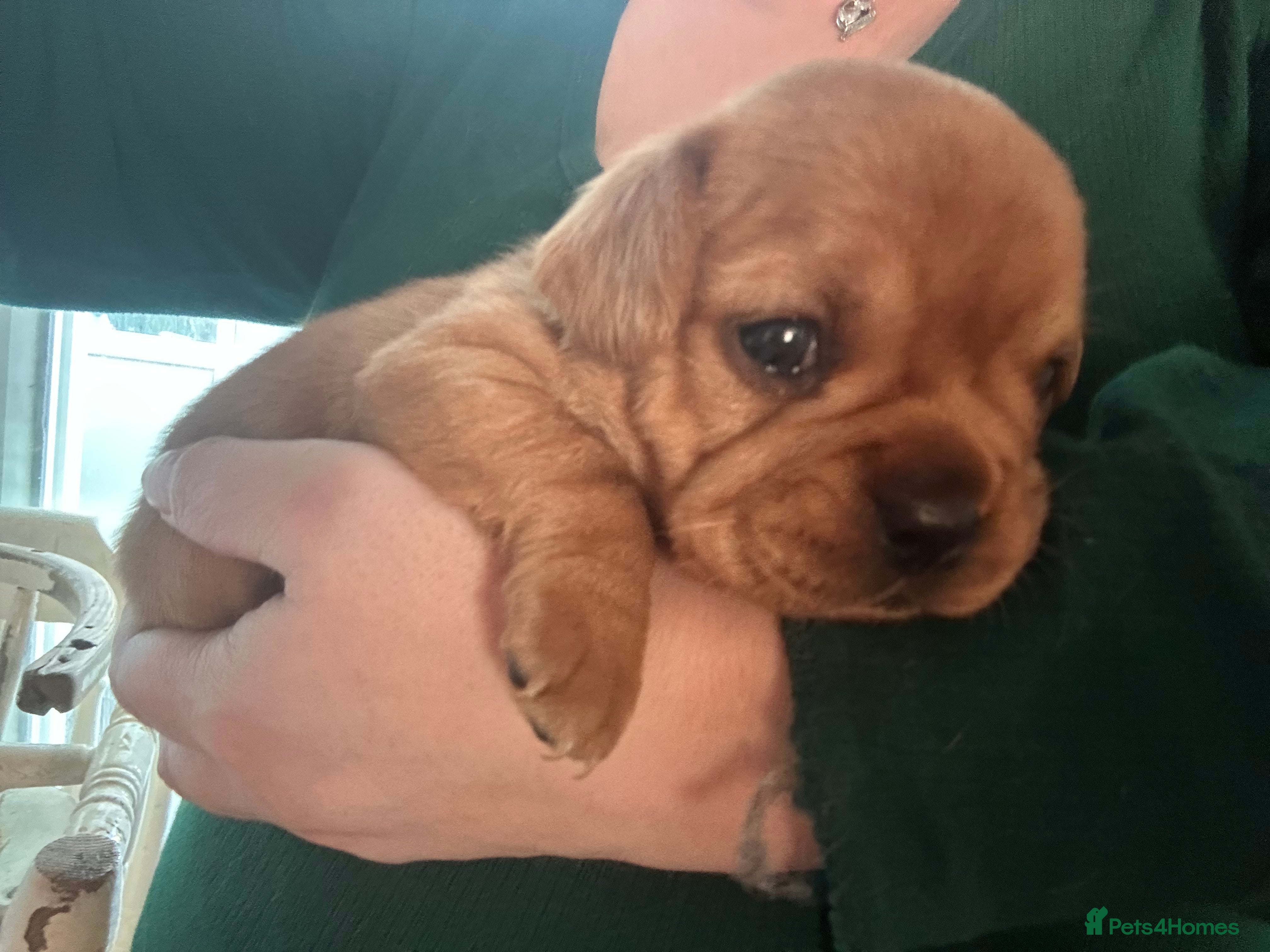 Mixed Breed dogs Red Royal frenchel puppies - Advert 1