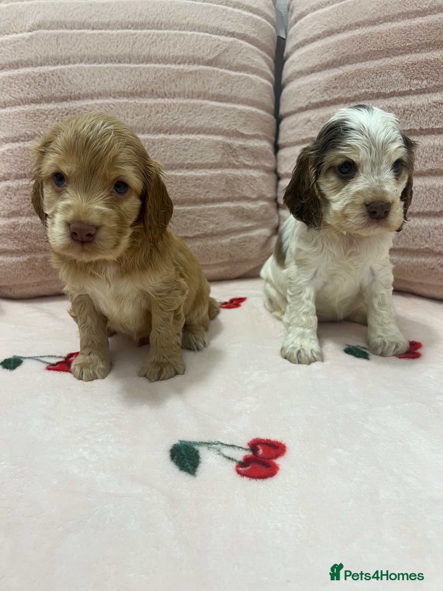 Cocker Spaniel dogs READY SOON Fabulous show type KC health tested.   - Advert 2