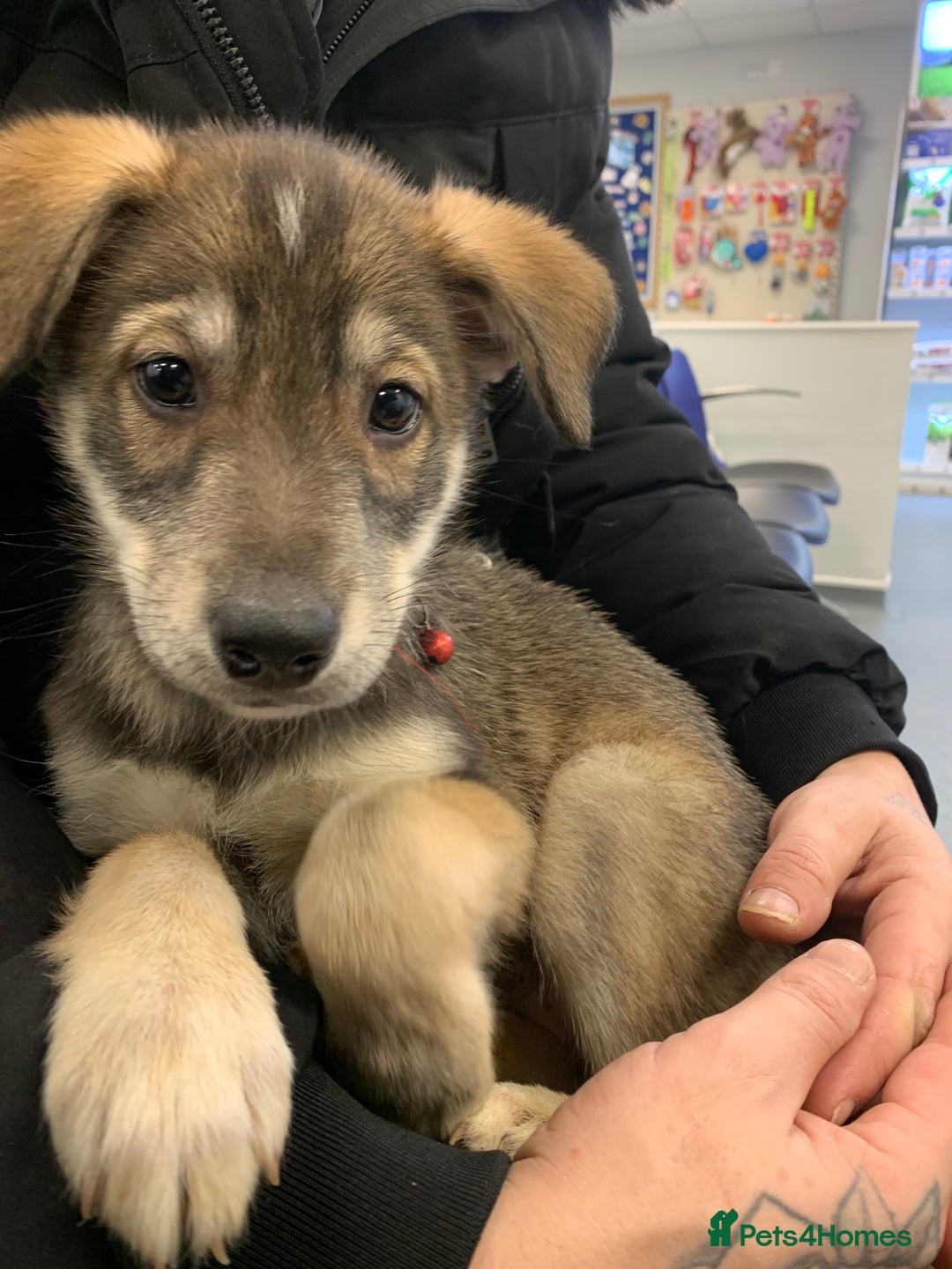 Mixed Breed dogs for sale: Labsky puppy’s  - Advert 4