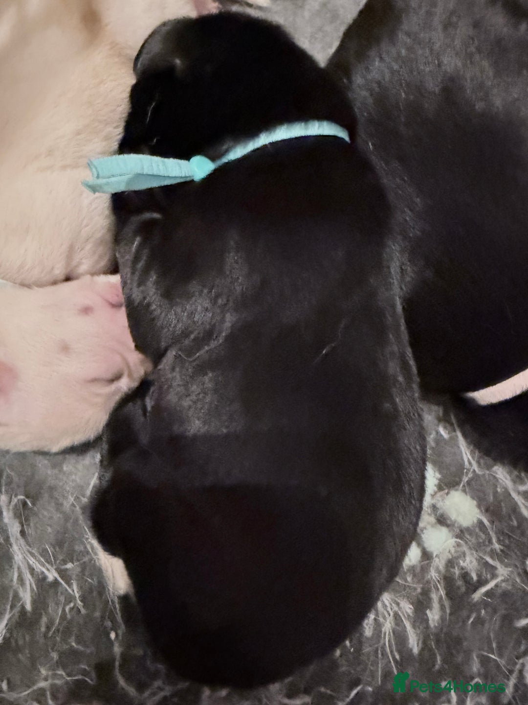 Labrador Retriever dogs for sale: 10 stunning KC reg black and yellow - Advert 4