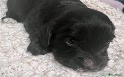 Cocker Spaniel dogs for sale: Fully health tested KC reg working Cocker Spaniels - Image 15