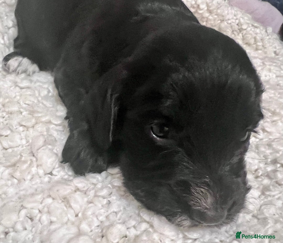 Cocker Spaniel dogs for sale: Fully health tested KC reg working Cocker Spaniels - Image 15