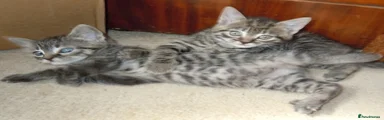 British Shorthair Kitten 2
