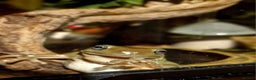 Frog reptiles for sale: Complete habitat with 2 adult White's tree frogs - Advert 4