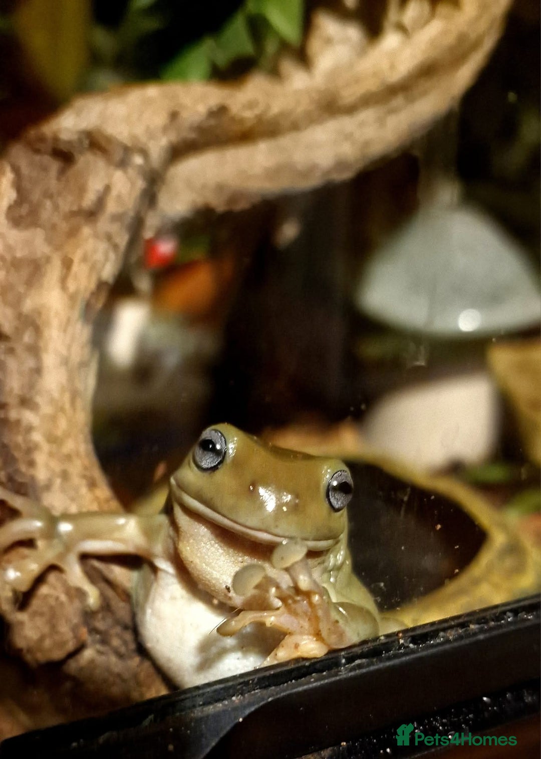 Frog reptiles for sale: Complete habitat with 2 adult White's tree frogs - Advert 4